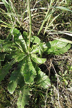 Hypochaeris radicata \ Gewhnliches Ferkelkraut, D Waghäusel 30.9.2006