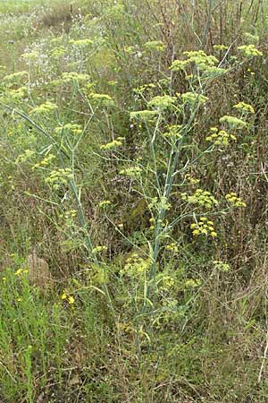 Foeniculum vulgare / Fennel, D Hirschberg 28.7.2007