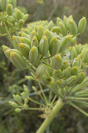 Foeniculum vulgare \ Fenchel, D Hirschberg 28.7.2007