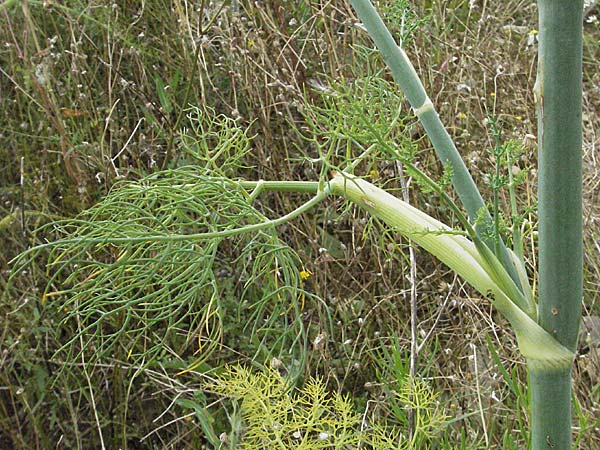 Foeniculum vulgare \ Fenchel / Fennel, D Hirschberg 28.7.2007