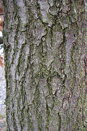 Quercus petraea / Sessile Oak, D Rheinhessen, Wonsheim 1.3.2008