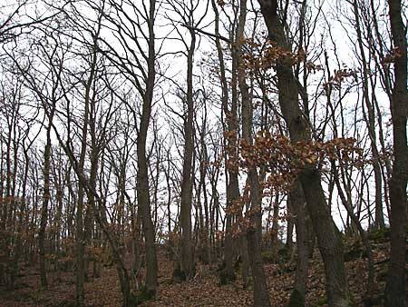 Quercus petraea / Sessile Oak, D Rheinhessen, Wonsheim 1.3.2008