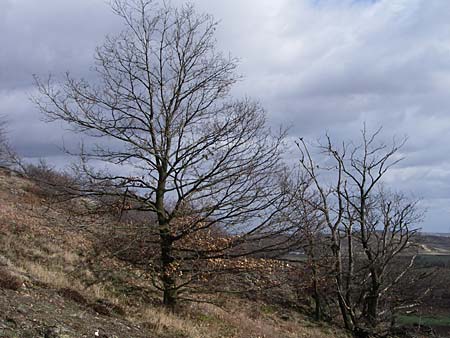 Quercus petraea \ Trauben-Eiche / Sessile Oak, D Rheinhessen, Wonsheim 1.3.2008