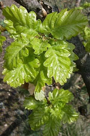 Quercus petraea \ Trauben-Eiche / Sessile Oak, D Rheinhessen, Wonsheim 26.4.2008