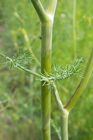 Foeniculum vulgare var. azoricum \ Gemse-Fenchel, Knollen-Fenchel / Florence Fennel, Finocchio, D Groß-Gerau 20.6.2009