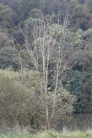 Fraxinus excelsior \ Gewhnliche Esche, D Zwingenberg am Neckar 6.10.2014