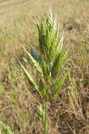 Bromus hordeaceus agg. \ Weiche Trespe / Soft Brome, D Reilingen 12.5.2011