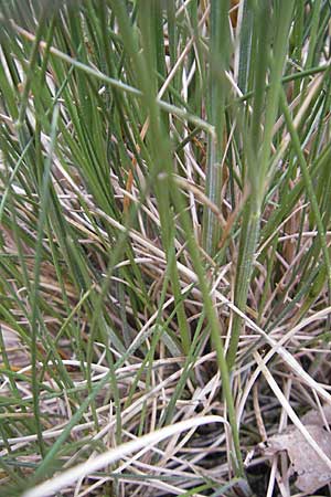 Festuca rhenana ? \ Rheinischer Schwingel / Rhenish Fescue, D Idar-Oberstein 14.5.2011