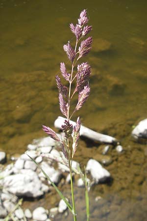 Phalaris arundinacea \ Rohr-Glanzgras / Red Canary Grass, D Idar-Oberstein 3.6.2011