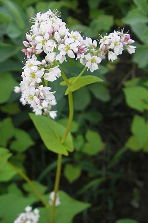 Fagopyrum esculentum / Buckwheat, D Kehl 7.9.2011