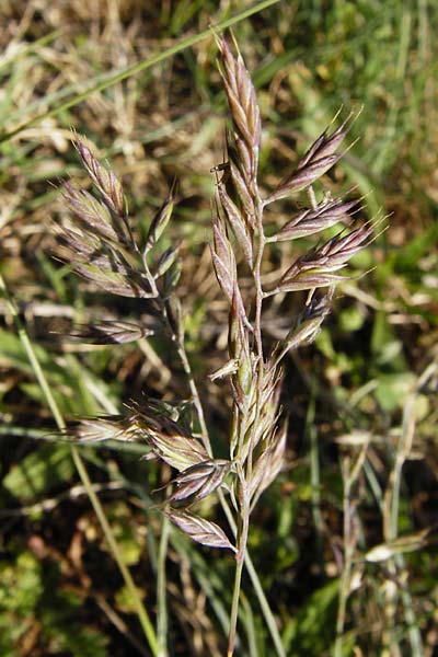 Festuca rubra agg. \ Gewhnlicher Rot-Schwingel / Creeping Red Fescue, D Mannheim 5.5.2014