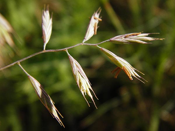 Festuca rubra agg. \ Gewhnlicher Rot-Schwingel / Creeping Red Fescue, D Mannheim 7.5.2014