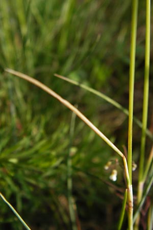 Festuca rubra agg. \ Gewhnlicher Rot-Schwingel / Creeping Red Fescue, D Mannheim 7.5.2014