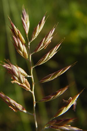 Festuca rubra agg. \ Gewhnlicher Rot-Schwingel / Creeping Red Fescue, D Mannheim 7.5.2014