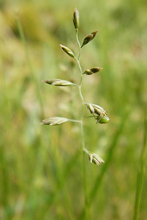 Festuca rubra agg. \ Gewhnlicher Rot-Schwingel / Creeping Red Fescue, D Mannheim 26.5.2014