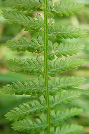 Athyrium filix-femina \ Frauenfarn, D Pfungstadt 7.7.2009