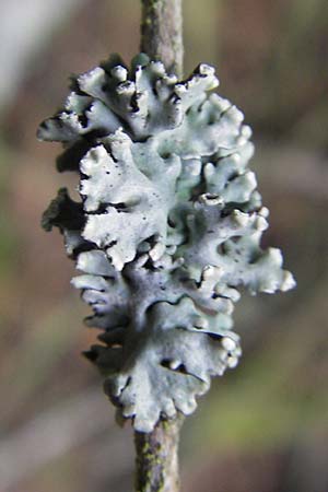 Hypogymnia physodes \ Lippen-Schlsselflechte, D Dinkelsbühl 9.10.2009