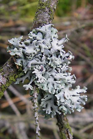 Hypogymnia physodes \ Lippen-Schlsselflechte / Tube Lichen, D Dinkelsbühl 9.10.2009