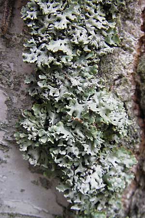 Hypogymnia physodes \ Lippen-Schlsselflechte / Tube Lichen, D Bad Dürkheim 11.10.2009