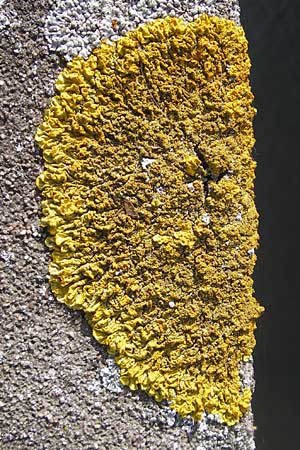 Xanthoria calcicola ? \ Gelb-Flechte / Yellow Lichen, D Groß-Gerau 21.10.2009