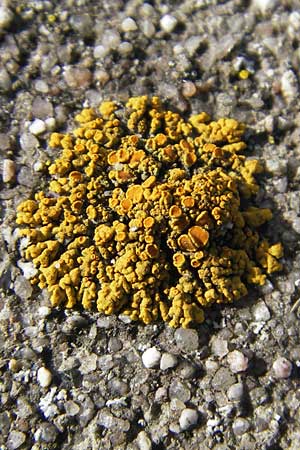 Xanthoria calcicola ? \ Gelb-Flechte / Yellow Lichen, D Groß-Gerau 21.10.2009