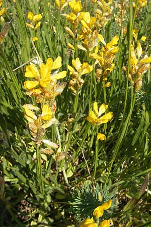 Genista sagittalis / Pennate Greenweed, D Lauterecken 3.6.2011