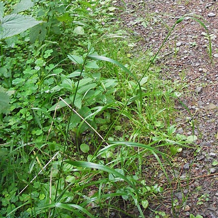 Festuca gigantea \ Riesen-Schwingel, D Eberbach 17.7.2012