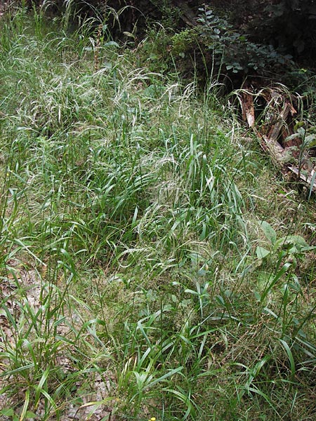 Festuca gigantea \ Riesen-Schwingel, D Bad Dürkheim 29.7.2012