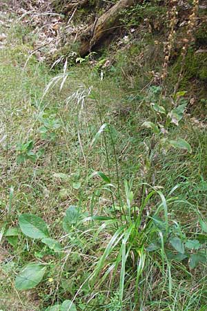 Festuca gigantea \ Riesen-Schwingel / Giant Fescue, D Bad Dürkheim 29.7.2012