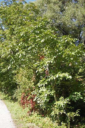 Juglans regia / Persian Walnut, D Altrip 30.9.2012