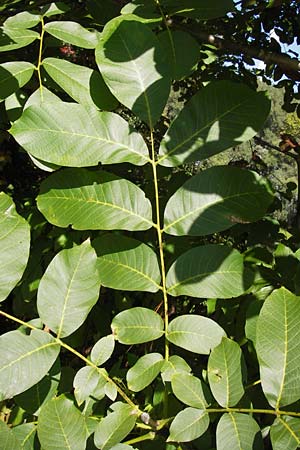 Juglans regia \ Echte Walnuss, D Altrip 30.9.2012