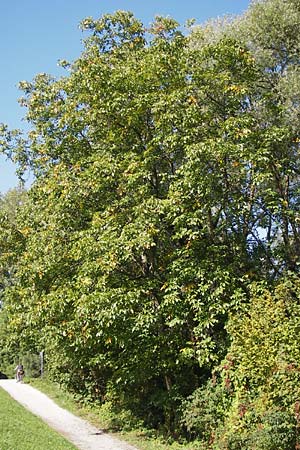 Juglans regia \ Echte Walnuss / Persian Walnut, D Altrip 30.9.2012