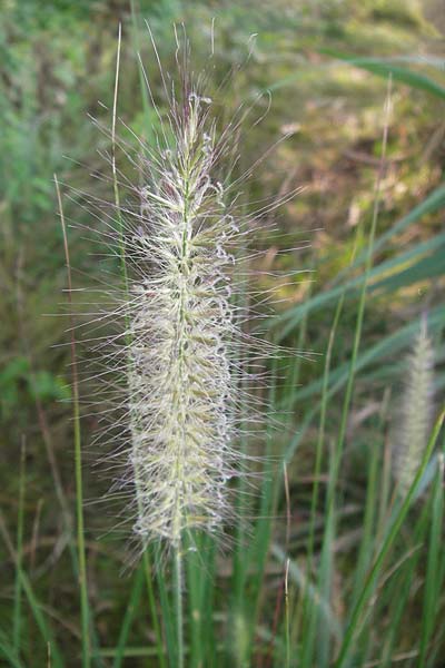 Cenchrus alopecuroides \ Japanisches Lampenputzer-Gras / Chinese Fountain Grass, D Bobenheim-Roxheim 4.9.2013