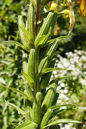 Oenothera coloratissima \ Tieffarbige Nachtkerze, D Graben-Neudorf 19.7.2014