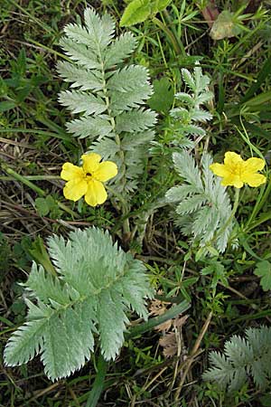 Potentilla anserina / Silverweed, D Ramsen 21.5.2006