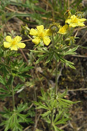 Potentilla argentea agg. / Hoary Cinquefoil, D Viernheim 27.6.2006