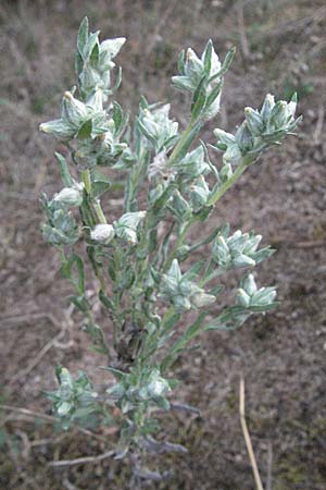 Filago arvensis / Field Cudweed, D Waghäusel 5.8.2006