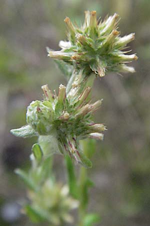 Filago germanica \ Deutsches Filzkraut / Common Cudweed, D Babenhausen 11.8.2007