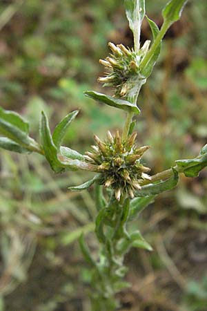 Filago lutescens \ Graugelbes Filzkraut / Red-Tipped Cudweed, D Babenhausen 11.8.2007