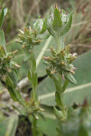 Filago lutescens / Red-Tipped Cudweed, D Babenhausen 11.8.2007