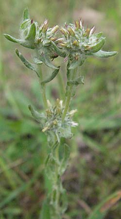 Filago lutescens \ Graugelbes Filzkraut / Red-Tipped Cudweed, D Mannheim 4.7.2007