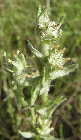 Filago lutescens / Red-Tipped Cudweed, D Mannheim 4.7.2007