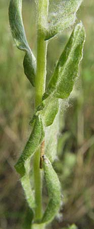 Filago lutescens / Red-Tipped Cudweed, D Mannheim 4.7.2007