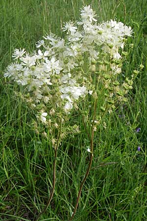 Filipendula vulgaris \ Knolliges Mdes, D Zeutern 29.5.2008