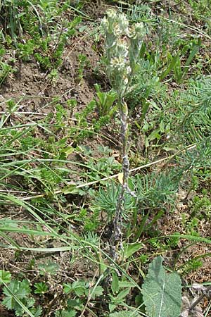 Filago germanica \ Deutsches Filzkraut / Common Cudweed, D Kaiserstuhl,  Vogtsburg 12.7.2008