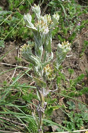 Filago germanica \ Deutsches Filzkraut, D Kaiserstuhl,  Vogtsburg 12.7.2008