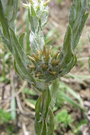 Filago germanica \ Deutsches Filzkraut / Common Cudweed, D Kaiserstuhl,  Vogtsburg 12.7.2008