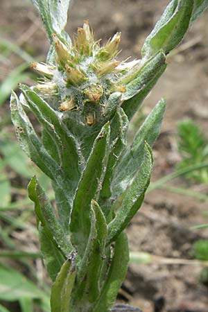 Filago germanica \ Deutsches Filzkraut / Common Cudweed, D Kaiserstuhl,  Vogtsburg 12.7.2008