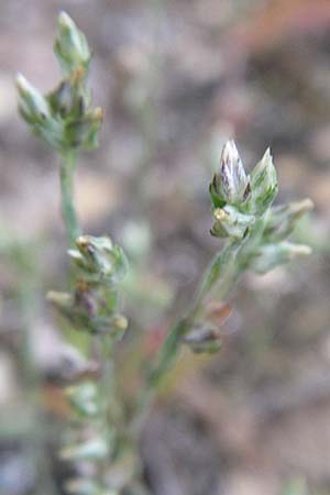 Filago minima \ Kleines Filzkraut / Small Cudweed, D Karlsruhe 21.7.2008