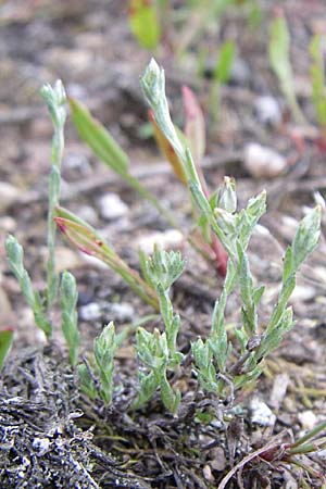 Filago minima \ Kleines Filzkraut / Small Cudweed, D Karlsruhe 21.7.2008